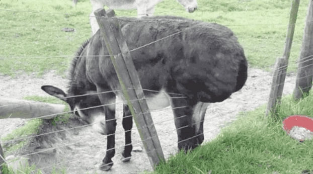 Donkey rubbing its butt on a fence
